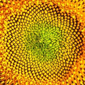 Almost Unendurable Beauty